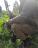 Рубеж брюки 7.62, олива